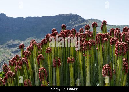 Le fruit de endémique aux îles Canaries - Euphorbia canariensis.Gros plan. Banque D'Images