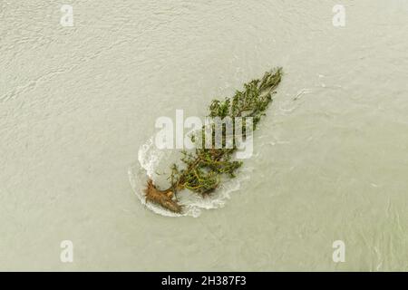 Arbre mort pris dans les eaux lors d'une inondation dans la vallée de la rivière Squamish, en Colombie-Britannique. Banque D'Images