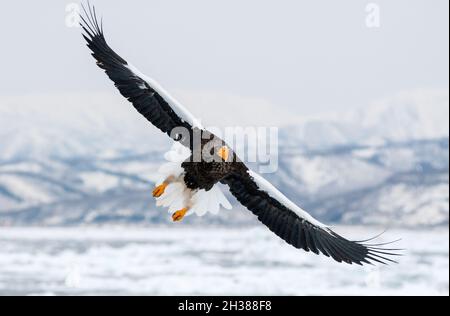 Asie ; Japon ; Hokkaido ; Mer d'Okhotsk ; hiver ;Faune; oiseau; oiseau de proie; aigle de mer de Steller (Haliaeetus pelagicus); Banque D'Images