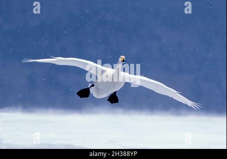 Whooper Swan, Cygnus cygnus, Lac Kussharo, Parc national d'Akan, île Hokkaido,Japon.Envergure 225 cm. Banque D'Images