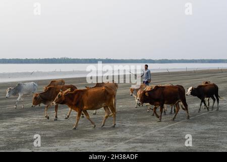 Un troupeau de bovins est vu rentrer chez lui avec du bétail dans la soirée à la plage de Kuakata dans le district de Patuakhali.Kuakata, connu localement sous le nom de Sagar Kannya (fille de la mer) est situé dans le sud-ouest du Bangladesh.Le niveau de l'eau a augmenté en raison du changement climatique et de la sédimentation sur le lit de mer.En tant que telles, les marées inondent souvent la plage.Le remblai, planté de diverses espèces d'arbres et de jardins, d'éco-parc, et de maisons, est sur le point d'être extinction, car l'érosion a pris un virage sérieux en raison de la mousson.(Photo de Piyas Biswas/SOPA Images/Sipa USA) Banque D'Images