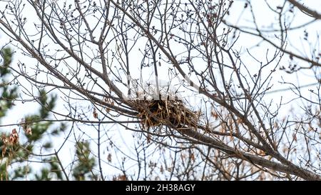 nid enneigé de branches d'hiver dans la forêt Banque D'Images