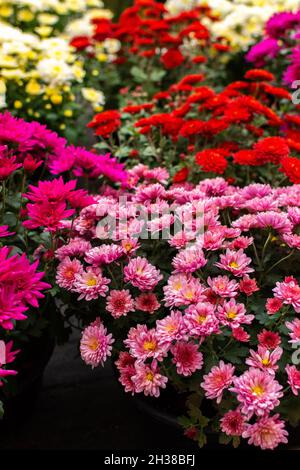 Buissons de belles fleurs d'automne colorées de chrysanthèmes dans des pots dans le jardin près de la maison Banque D'Images