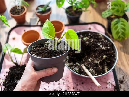 La main de la femme tient les plantules vertes dans des pots, les plantes d'empotage à la maison.Jardin intérieur, plantes de maison.Alocasia, ficus, palmier, singe monstère, calathea, Banque D'Images