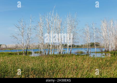 Sécher les bouleaux dans un marais.Des troncs blancs de birches morts sans feuilles se tiennent dans le marais. Banque D'Images