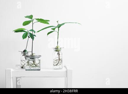 Pots en verre avec pousses d'avocat sur une table blanche, reliant avec la nature et le concept de jardinage à la maison avec l'espace de copie Banque D'Images