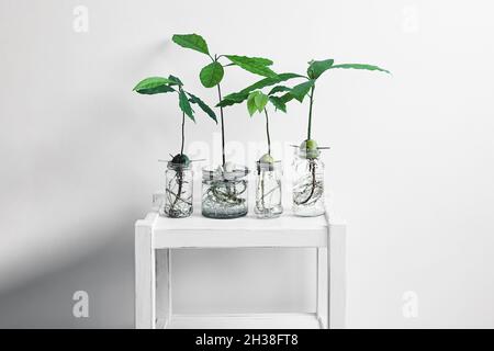 Les pousses d'avocat dans des bouteilles de verre sur une table blanche, en lien avec la nature et le concept de jardinage à la maison Banque D'Images