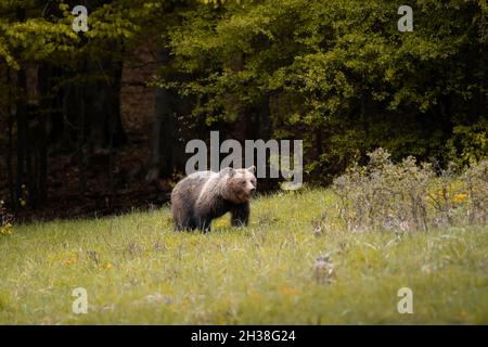 Ours brun très proche dans la nature sauvage pendant la rut, nature colorée près de la forêt, sauvage Slovaquie, utile pour les magazines et les papiers Banque D'Images