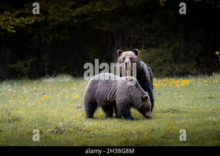 Ours bruns mâles et femelles ( ursus arctos ) pendant le rout en automne nature colorée près de la forêt.Wild Slovaquie, utile pour les magazines Banque D'Images