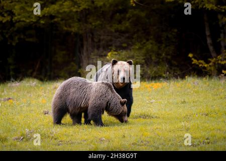 Ours bruns mâles et femelles ( ursus arctos ) pendant le rout en automne nature colorée près de la forêt.Wild Slovaquie, utile pour les magazines Banque D'Images
