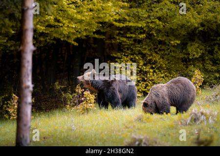Ours bruns mâles et femelles ( ursus arctos ) pendant le rout en automne nature colorée près de la forêt.Wild Slovaquie, utile pour les magazines Banque D'Images