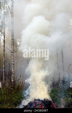 Branches d'épinette brûlantes, fumée épaisse qui s'élève dans le ciel. Banque D'Images