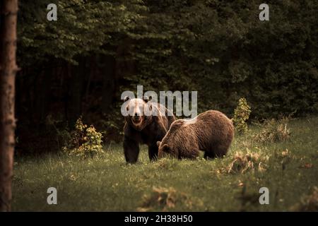 Ours bruns mâles et femelles ( ursus arctos ) pendant le rout en automne nature colorée près de la forêt.Wild Slovaquie, utile pour les magazines Banque D'Images