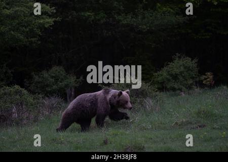 Ours brun très proche dans la nature sauvage pendant près de la forêt, sauvage Slovaquie, utile pour les revues et les papiers Banque D'Images