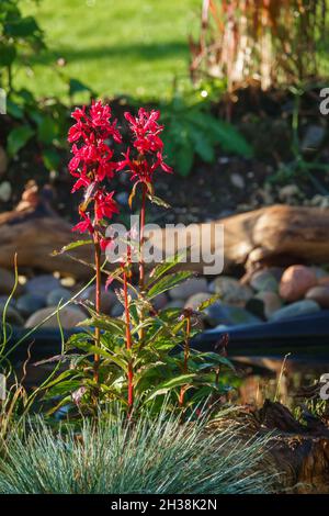 Gros plan de la belle fleur rouge vif et vive Lobelia Cardinalis, une plante vivace d'étang herbacée Banque D'Images