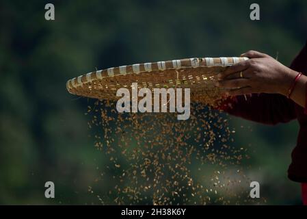 Lalitpur, Népal.26 octobre 2021.Un agriculteur est vu en train de récolter des semences de riz pendant la saison de récolte.le Népal est un pays agricole qui compte 66 pour cent de personnes directement engagées dans l'agriculture.L'agriculture reste une activité économique importante, le blé et le riz étant les principales cultures vivrières.Crédit : SOPA Images Limited/Alamy Live News Banque D'Images