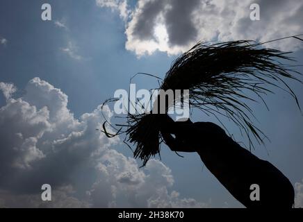 Lalitpur, Népal.26 octobre 2021.Un agriculteur a silhoueté la récolte de semences de riz pendant la saison de récolte.le Népal est un pays agricole qui compte 66 pour cent de personnes directement engagées dans l'agriculture.L'agriculture reste une activité économique importante, le blé et le riz étant les principales cultures vivrières.Crédit : SOPA Images Limited/Alamy Live News Banque D'Images