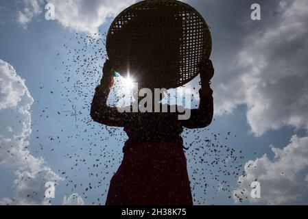 Lalitpur, Népal.26 octobre 2021.Un agriculteur a silhoueté en récoltant des semences de riz pendant la saison de récolte.le Népal est un pays agricole qui compte 66 pour cent de personnes directement engagées dans l'agriculture.L'agriculture reste une activité économique importante, le blé et le riz étant les principales cultures vivrières.Crédit : SOPA Images Limited/Alamy Live News Banque D'Images