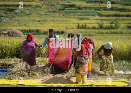 Lalitpur, Népal.26 octobre 2021.Les agriculteurs séparent le riz de la husk à l'aide de la méthode traditionnelle à pédale, pendant la saison de récolte. Le Népal est un pays agricole qui compte 66 pour cent de personnes directement engagées dans l'agriculture.L'agriculture reste une activité économique importante, le blé et le riz étant les principales cultures vivrières.Crédit : SOPA Images Limited/Alamy Live News Banque D'Images