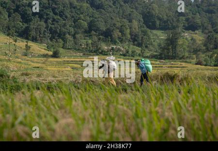 Lalitpur, Népal.26 octobre 2021.Les agriculteurs ont vu porter des sacs de grains de riz sur leur dos pendant la saison de récolte.le Népal est un pays agricole qui compte 66 pour cent de personnes directement engagées dans l'agriculture.L'agriculture reste une activité économique importante, le blé et le riz étant les principales cultures vivrières.Crédit : SOPA Images Limited/Alamy Live News Banque D'Images