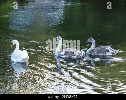 Un parent de cygne muet (Cygnus olor) avec deux cygnets sur les eaux claires du ruisseau de craie Wiltshire Avon Royaume-Uni Banque D'Images