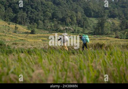 Lalitpur, Népal.26 octobre 2021.Les agriculteurs ont vu porter des sacs de grains de riz sur leur dos pendant la saison de récolte.le Népal est un pays agricole qui compte 66 pour cent de personnes directement engagées dans l'agriculture.L'agriculture reste une activité économique importante, le blé et le riz étant les principales cultures vivrières.(Photo de Bivas Shrestha/SOPA Images/Sipa USA) crédit: SIPA USA/Alay Live News Banque D'Images