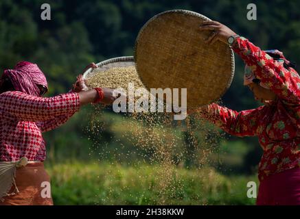 Lalitpur, Népal.26 octobre 2021.Les agriculteurs vus en utilisant la méthode traditionnelle de battage pour trier les semences de riz dans un champ, pendant la saison de récolte.le Népal est un pays agricole avec 66 pour cent de personnes directement engagées dans l'agriculture.L'agriculture reste une activité économique importante, le blé et le riz étant les principales cultures vivrières.(Photo de Bivas Shrestha/SOPA Images/Sipa USA) crédit: SIPA USA/Alay Live News Banque D'Images