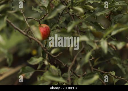 Une petite pomme rouge accrochée à un pommier Banque D'Images