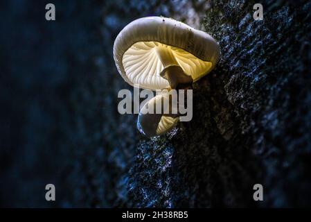 oudenansiella mucida,champignon de porcelaine sur l'arbre Banque D'Images