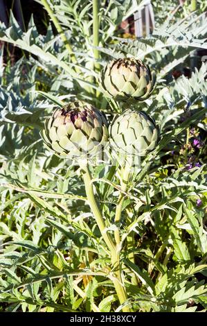 Gros plan de Cynara scolymus ou Globe Artichoke une vivace entièrement endurci avec des boutons de fleurs qui sont un comestible végétatable en été Banque D'Images