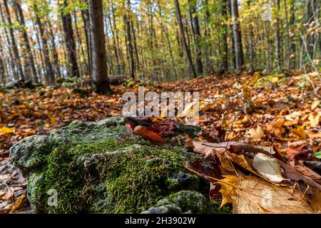 Une grande pierre recouverte de mousse par un chemin près d'une forêt recouverte de feuilles d'automne jaunes et brunes Banque D'Images