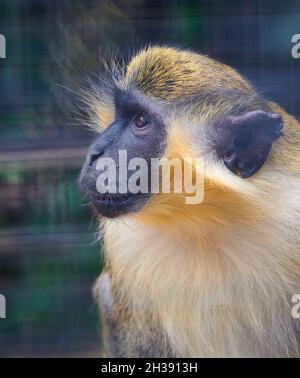 Sélective d'un singe vert (Chlorocebus sabaeus) dans un zoo Banque D'Images