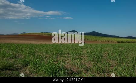 Terres agricoles près de Mirani, Queensland Banque D'Images