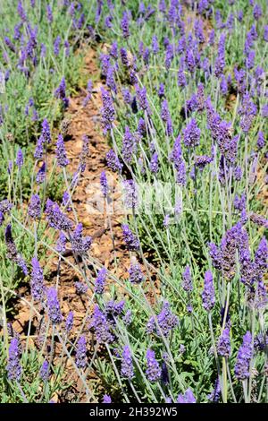 Gros plan sur les fleurs de la calotte Banque D'Images