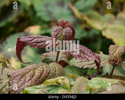 Gros plan de feuilles vertes se transformant en rouge Banque D'Images