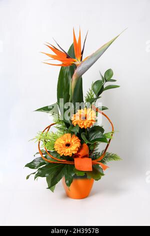 Composition avec des fleurs de gerbera orange et de strelitzia isolées sur fond blanc Banque D'Images