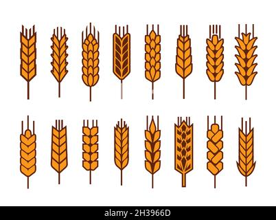 Épis de céréales et épi de blé, de seigle ou de millet d'orge, symboles vectoriels.Boulangerie du pain signes de tiges de blé jaune, de céréales et d'agriculture, de seigle ou de barle Illustration de Vecteur