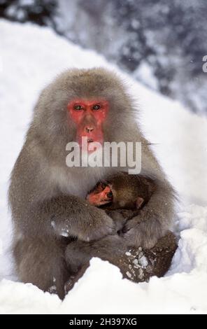 Asie ; Japon ; Honshu ; hiver ; sources thermales Jigokudani ;Faune; mammifères; Macaque; singe des neiges; Macaca fuscata. Banque D'Images