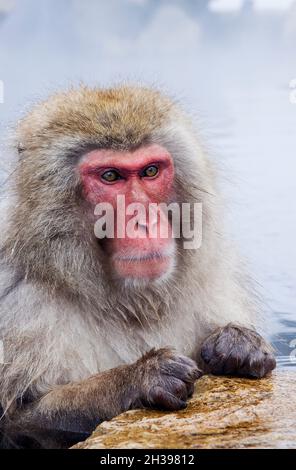 Asie ; Japon ; Honshu ; hiver ; sources thermales Jigokudani ;Faune; mammifères; Macaque; singe des neiges; Macaca fuscata. Banque D'Images