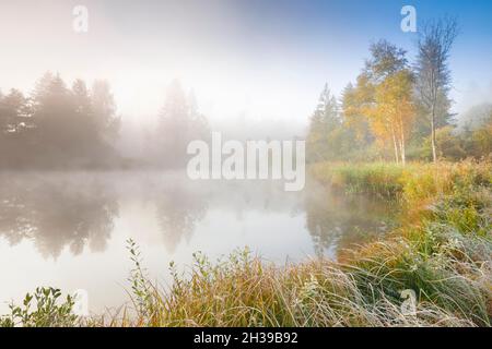 Atmosphère d'automne dans un étang bordé d'arbres, dans la réserve naturelle de Wildert à Illnau, le givre couvre la végétation et les wafts de brume survolant l'eau Banque D'Images