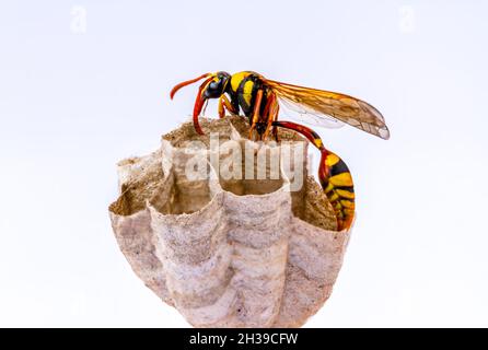 Une guêpe travaille dans son nid, accrochée au bois, également connu sous le nom de yellowwant, hornet, isolé sur un fond blanc Banque D'Images