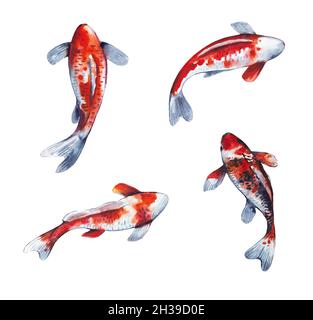 Ensemble aquarelle de poissons koï peints à la main réalistes isolés sur fond blanc Banque D'Images