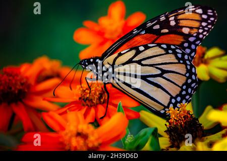 Un papillon monarque (Danaus plexippus) se nourrit d'un zinnia (Zinnia angustifolia) rampant pendant la migration d'automne, le 23 octobre 2021, à Fairhope, Alabama. Banque D'Images