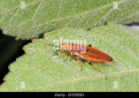 Probablement un croque d'ellipsidion, ellipsidion sp.Il peut également s'agir d'une espèce Balta.Coffs Harbour, Nouvelle-Galles du Sud, Australie Banque D'Images