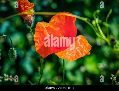 Foyer sélectif des coquelicots orange qui fleurissent dans un jardin botanique Banque D'Images