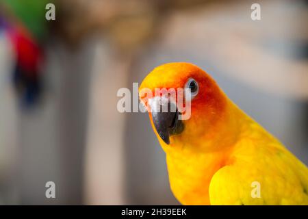 Gros plan de la tête et de la souris de Sun Parakeet ou Sun conserve jaune et orange perroquet oiseau Banque D'Images