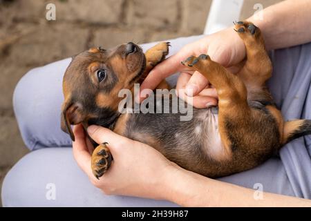 Un chiot brun bringé d'un mois Jack Russell repose sur les genoux d'une femme.Elle touche le ventre mou du chien.Au soleil pour la première fois.Animaux Banque D'Images