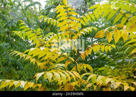 Magnifique buisson de feuilles jaunes de sumac sur une branche d'arbre le jour de l'automne.Les feuilles vertes d'acacia en arrière-plan. Banque D'Images