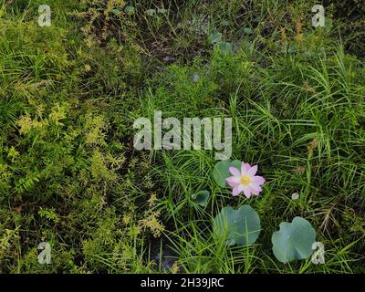 Un seul lotus sacré sur un étang avec des buissons en arrière-plan au lac Chini.Points de mise au point sélective Banque D'Images