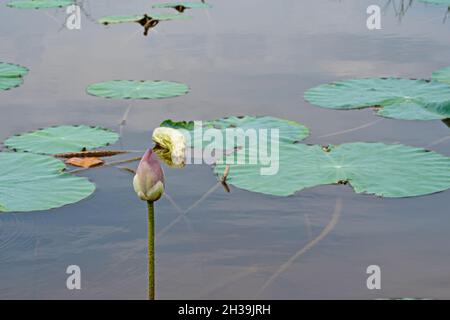 Un seul lotus sacré sur un étang avec quelques feuilles de lotus au lac Chini.Points de mise au point sélective Banque D'Images